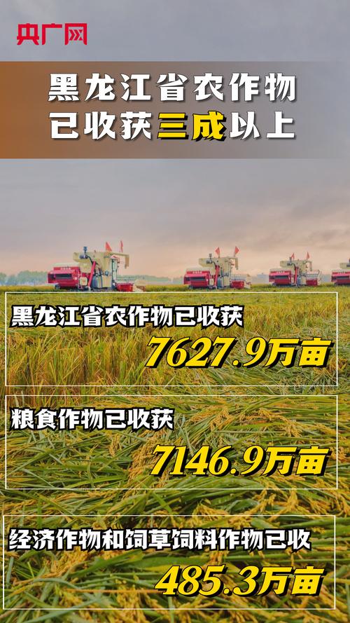 黑土丰收进行时 黑龙江农作物收获超三成，专业化收割服务成秋收主力